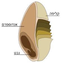 לחם: כן, לא, שחור, לבן – כל העובדות